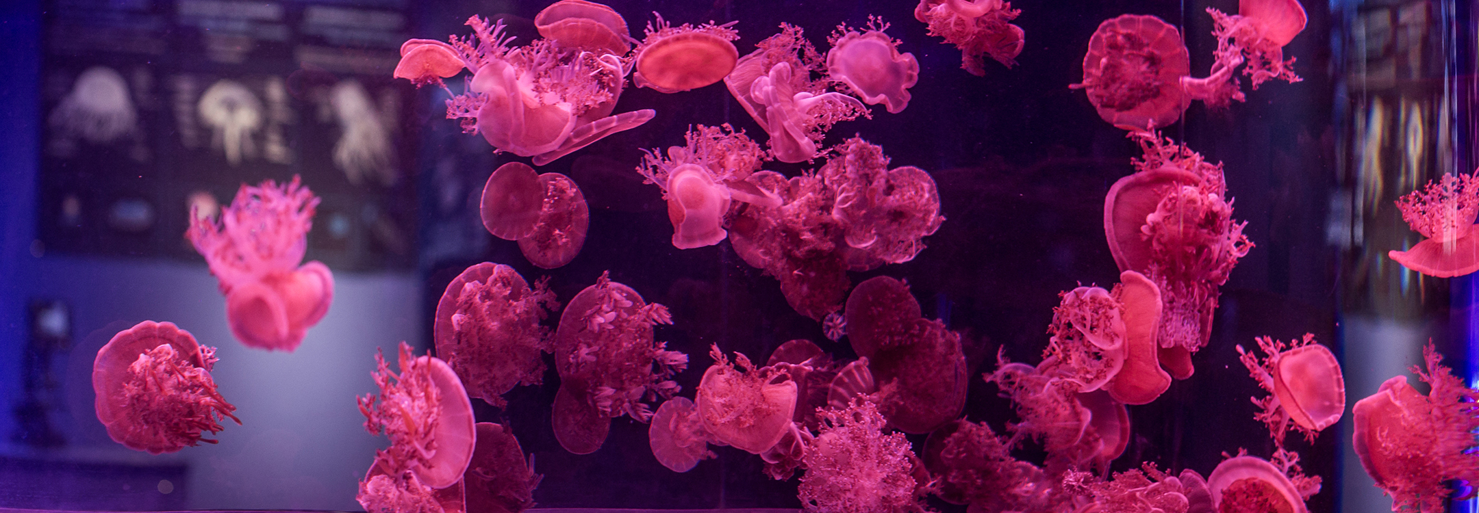 Jellyfish at the SEA Life Sydney Aquarium