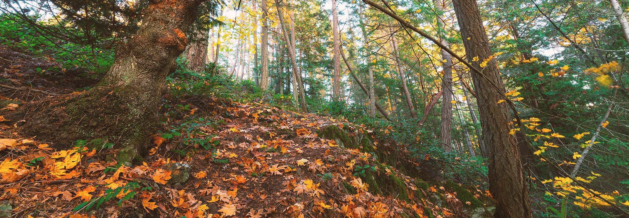 Spectacular Fall Foliage at Bowen Island
