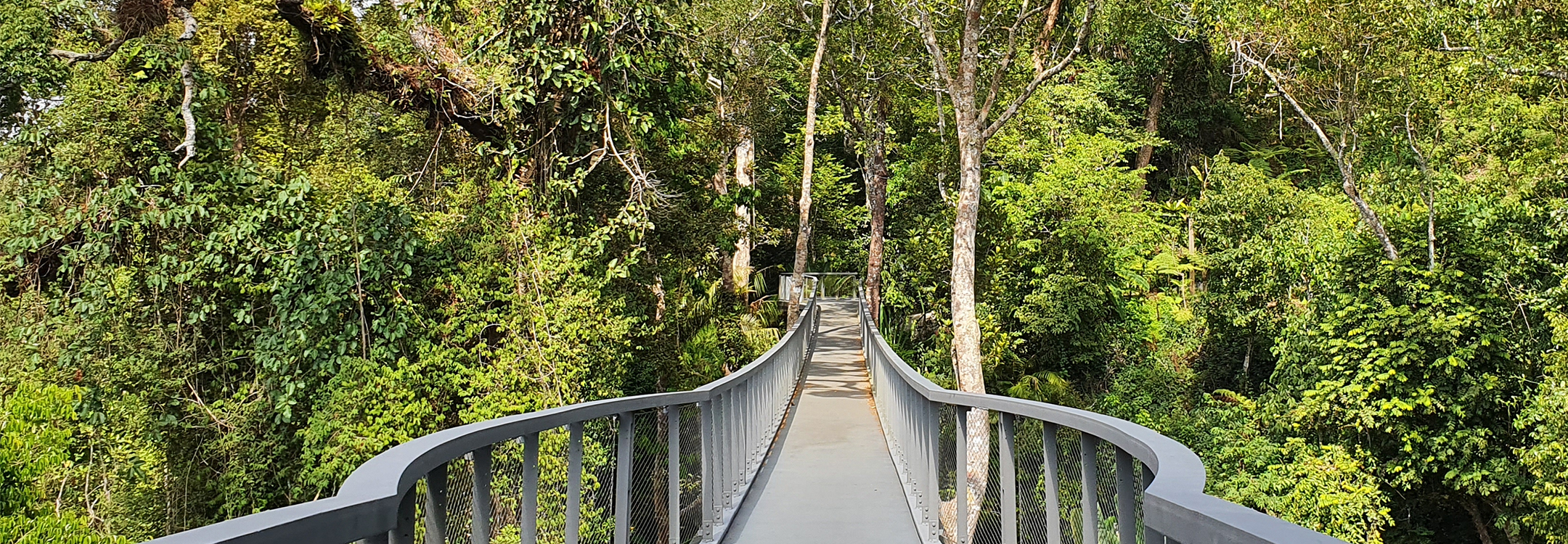 jungle walk in Penang National Park