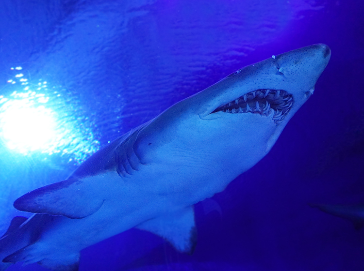 Closeup of a Shark