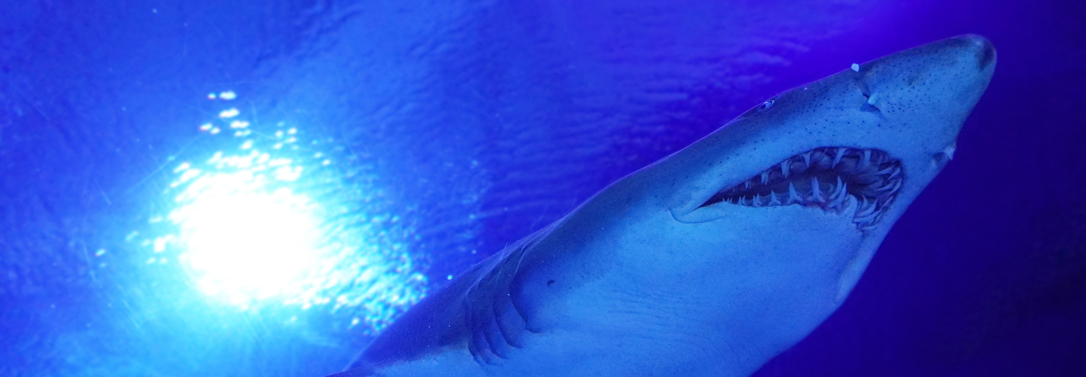 Closeup of a Shark