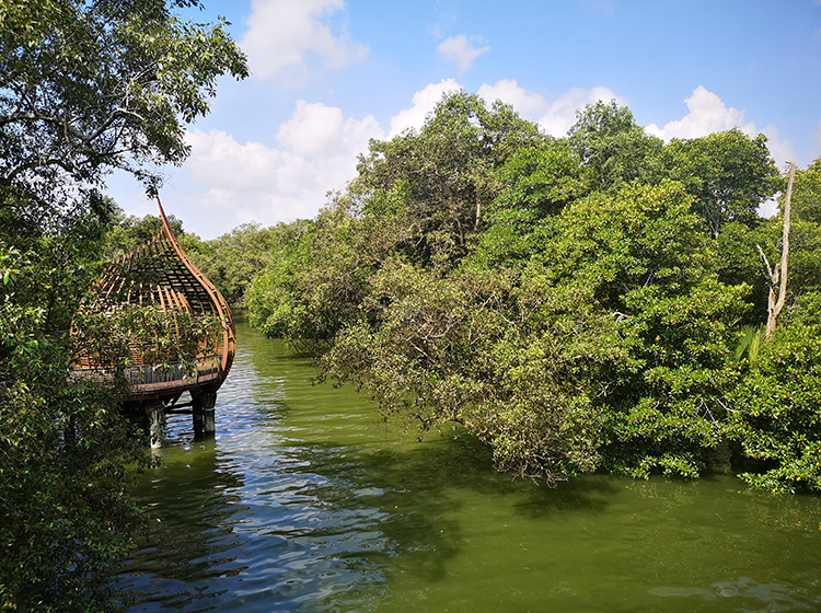 sungei buloh