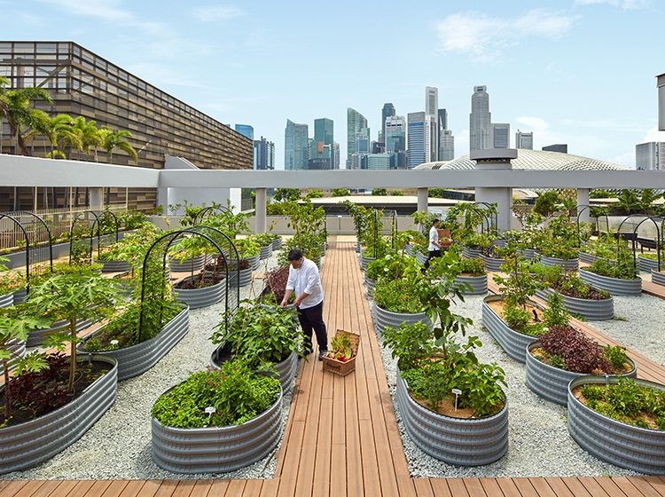 Urban farming at PARKROYAL COLLECTION Marina Bay