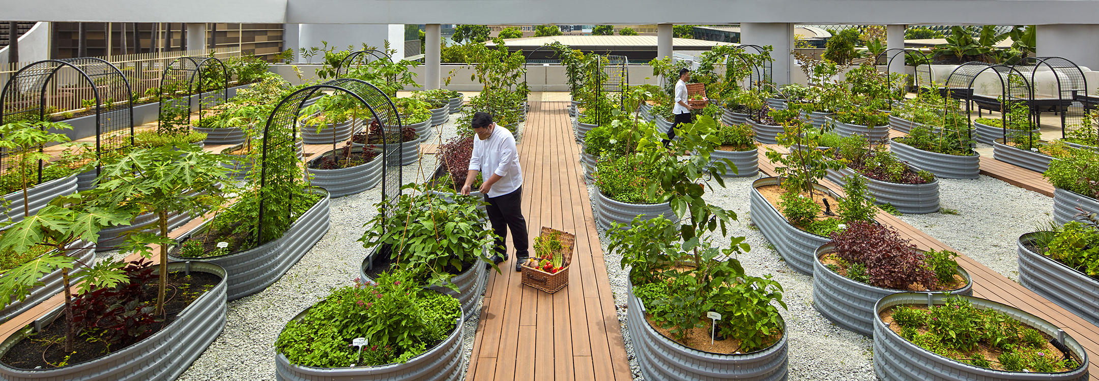 Urban farming at PARKROYAL COLLECTION Marina Bay
