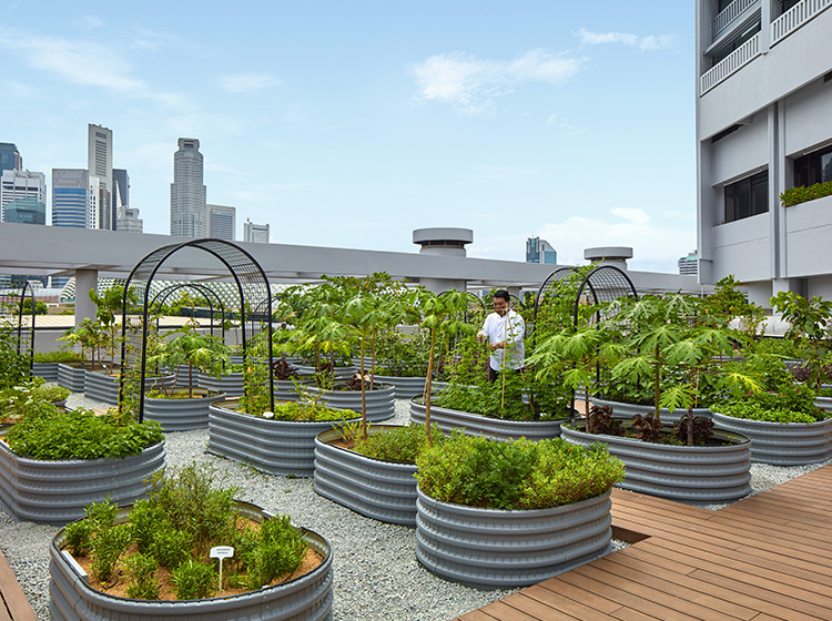Peppermint’s Urban Farm