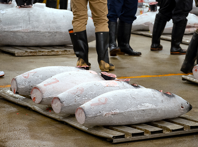 Toyosu fish market tuna auction Tokyo japan