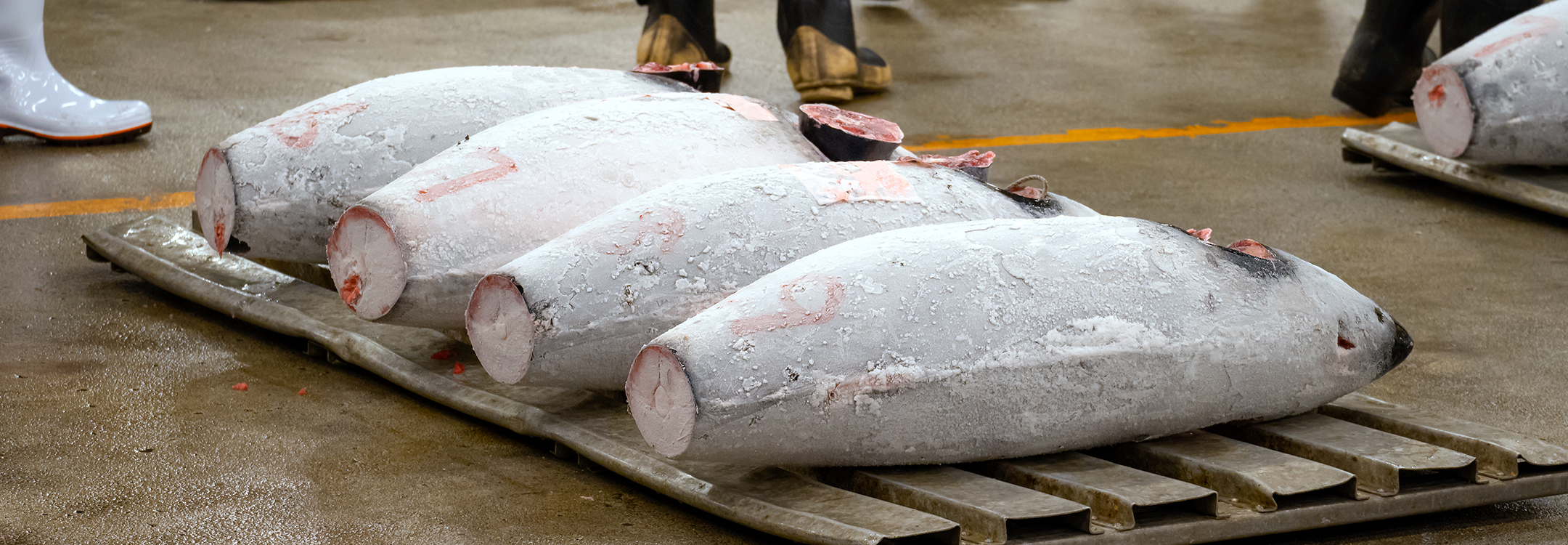 Toyosu fish market tuna auction Tokyo japan