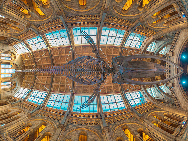 Natural History Museum London