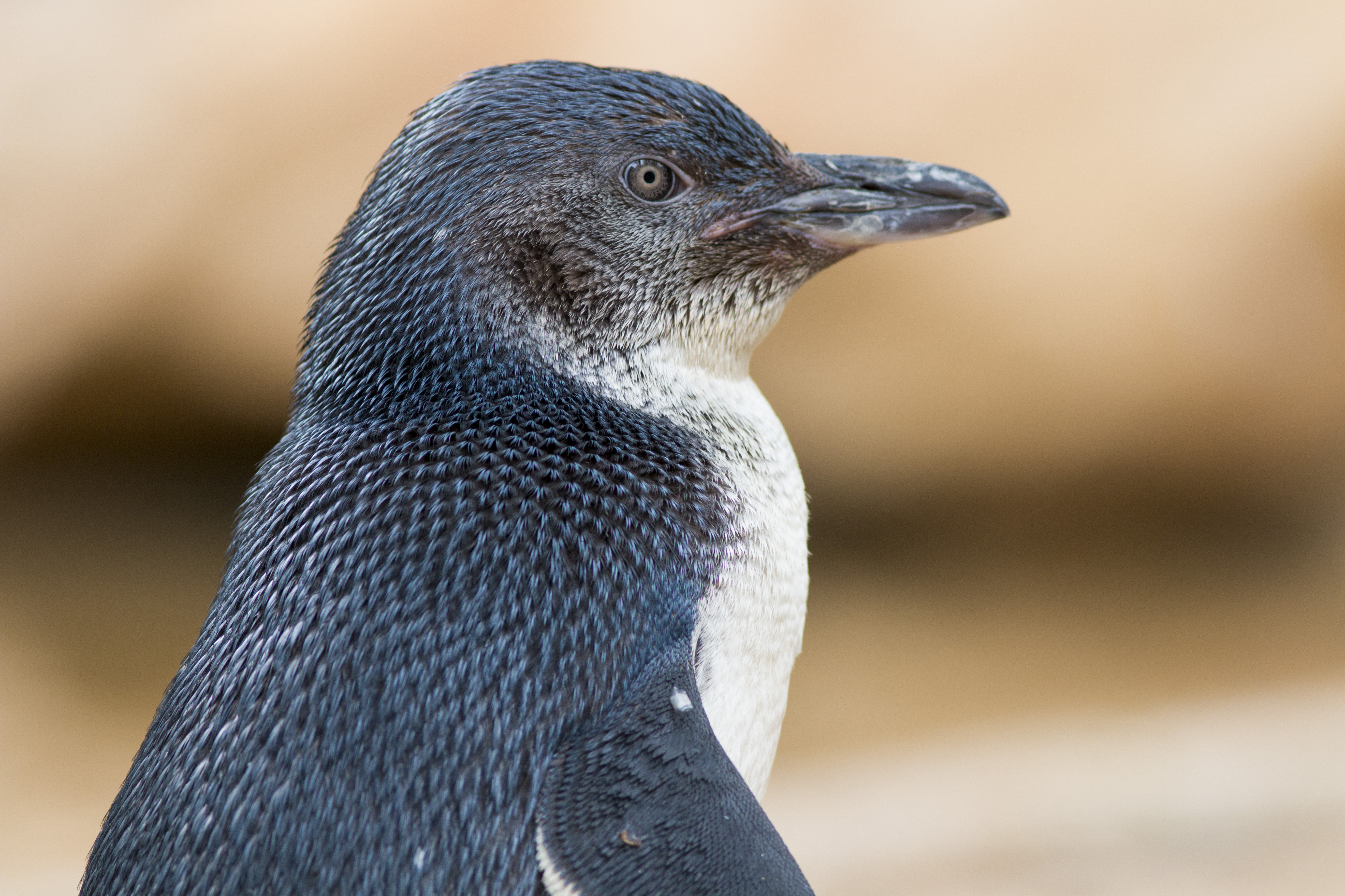  little penguin phillip island australia