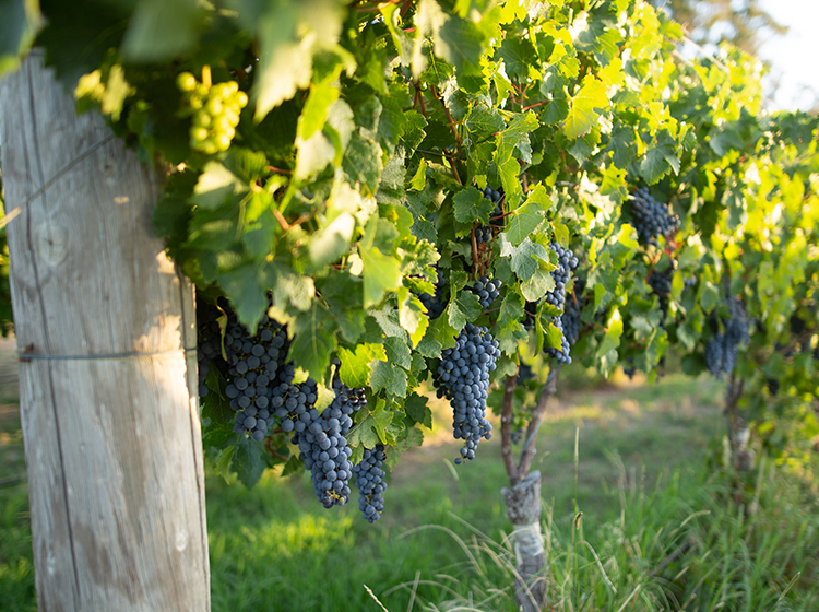  Vineyard near Margaret River, Western Australia