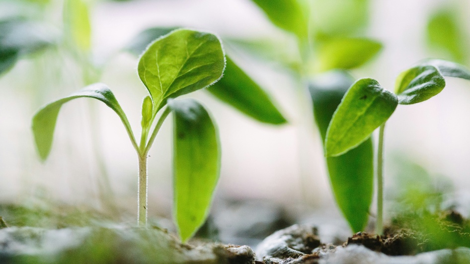 Commitment to Sustainability
