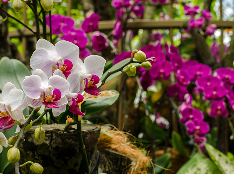 national orchid garden singapore