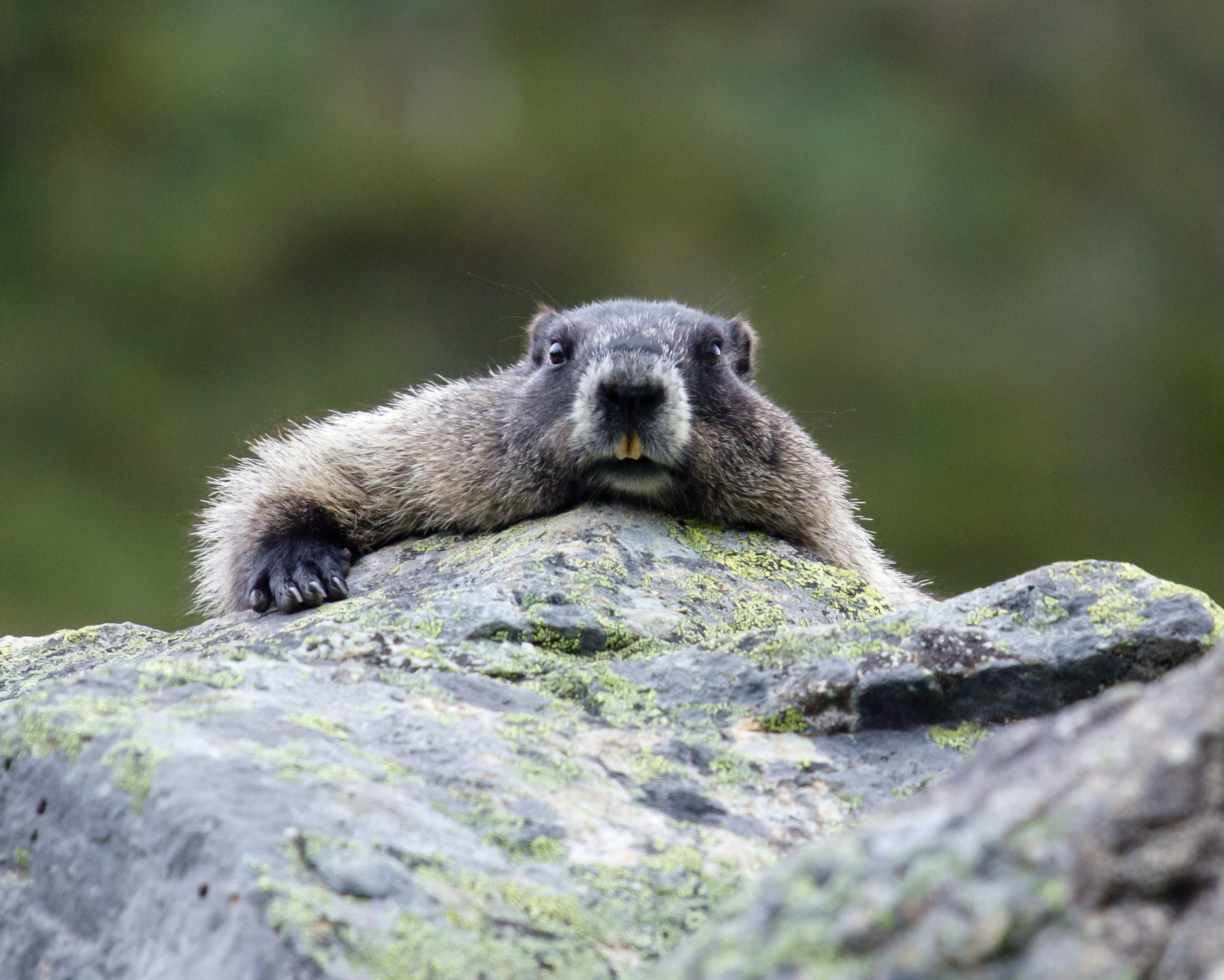 curious marmot on a rock; whistler mountain, british columbia, canada