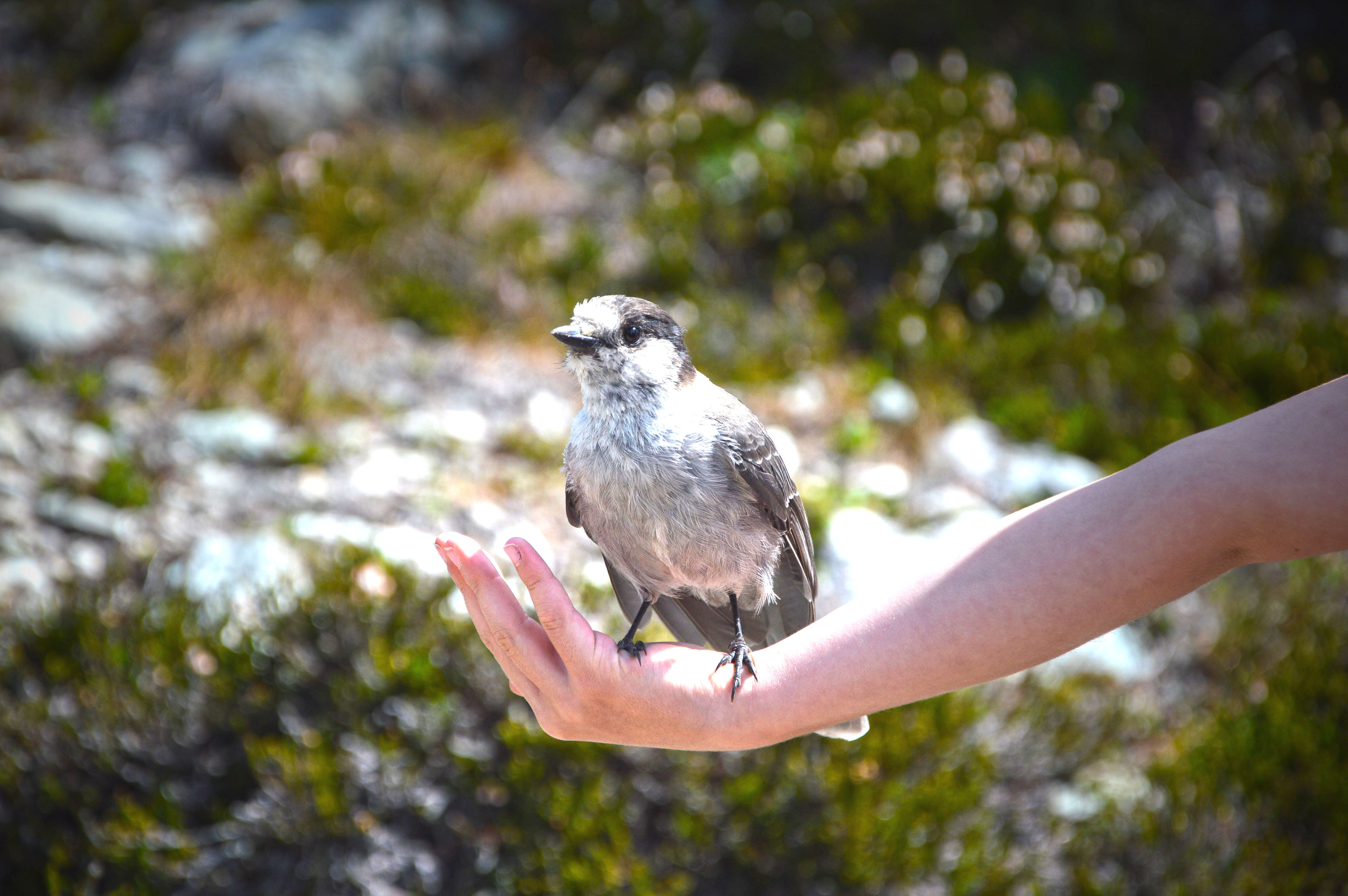 girl's hand with whiskey jack bird in summer, in the mountains in whistler