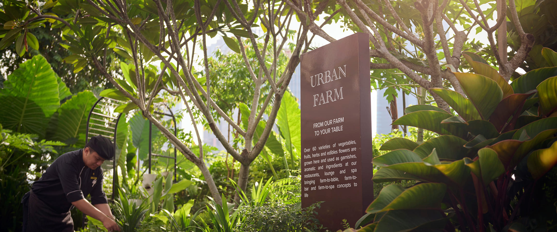Urban Farm