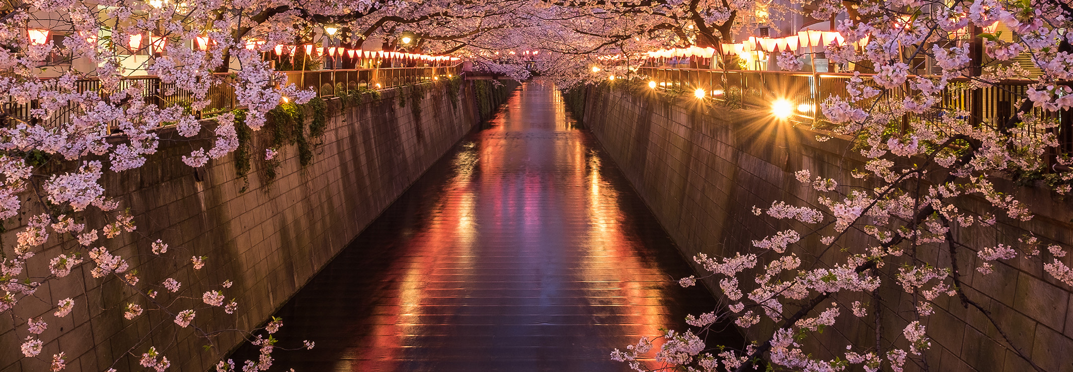 meguro river cherry blossoms sakura