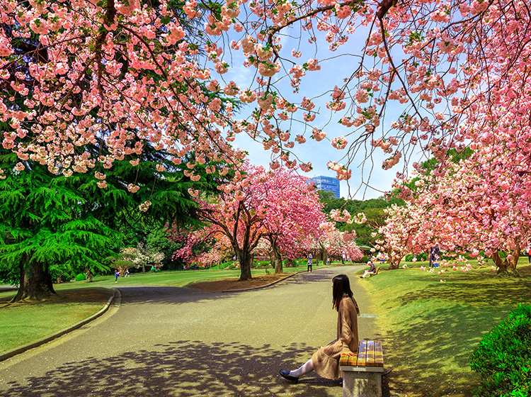 shinjuku gyoen cherry blossoms tokyo