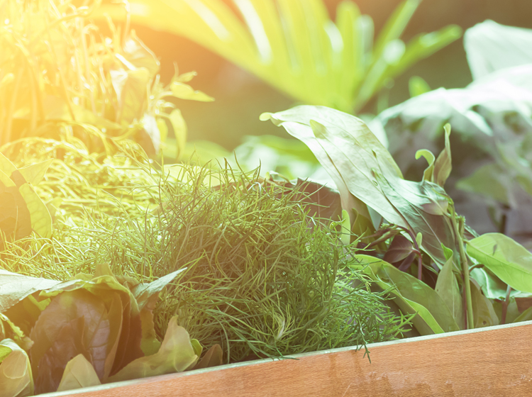 ceres community environment park melbourne 