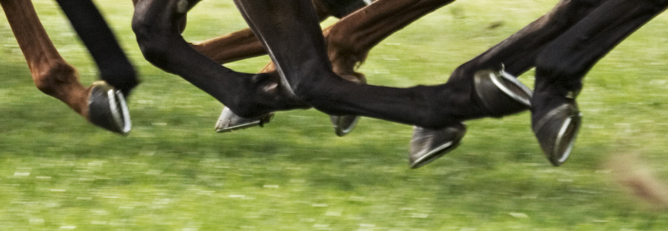 retired racehorses at living legends melbourne