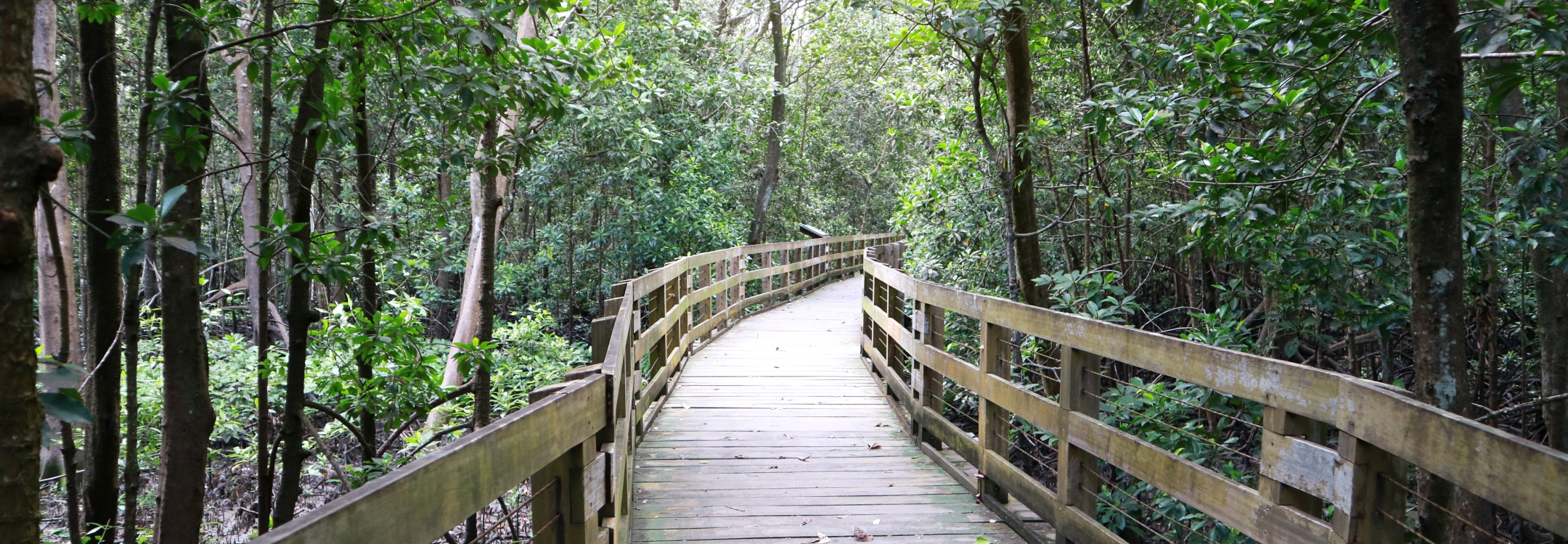mangrove boardwalk pasir ris park singapore
