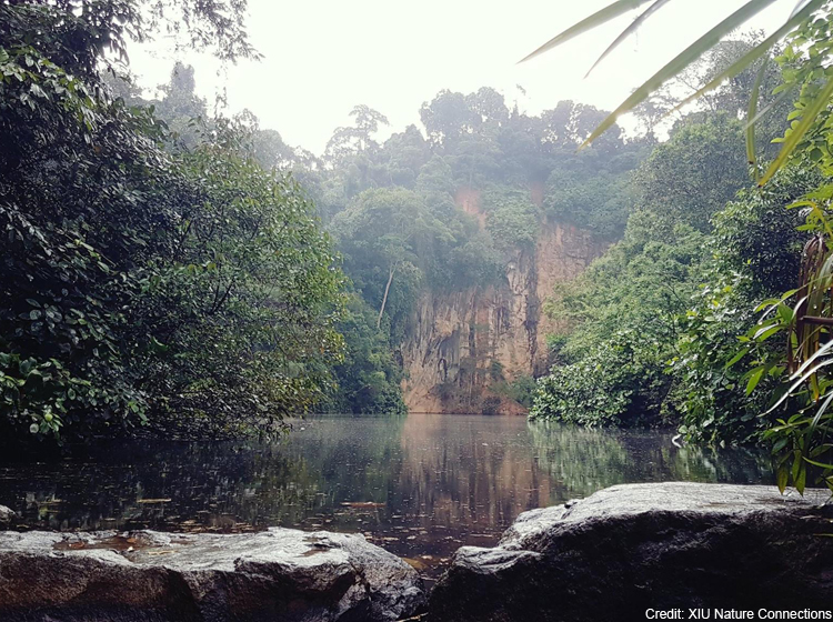xiu nature connections forest bathing