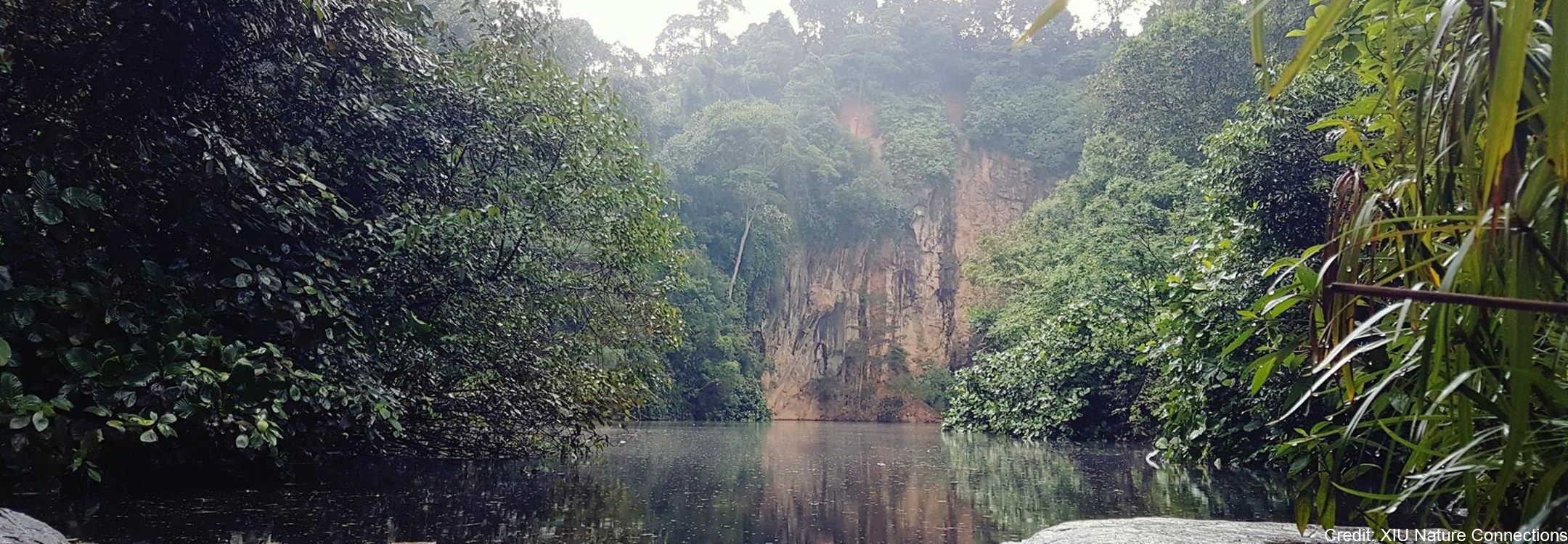 xiu nature connections forest bathing
