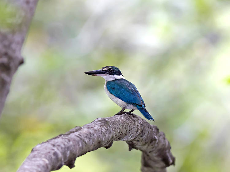 Collared Kingfisher Sungei Buloh Wetland Reserve Singapore