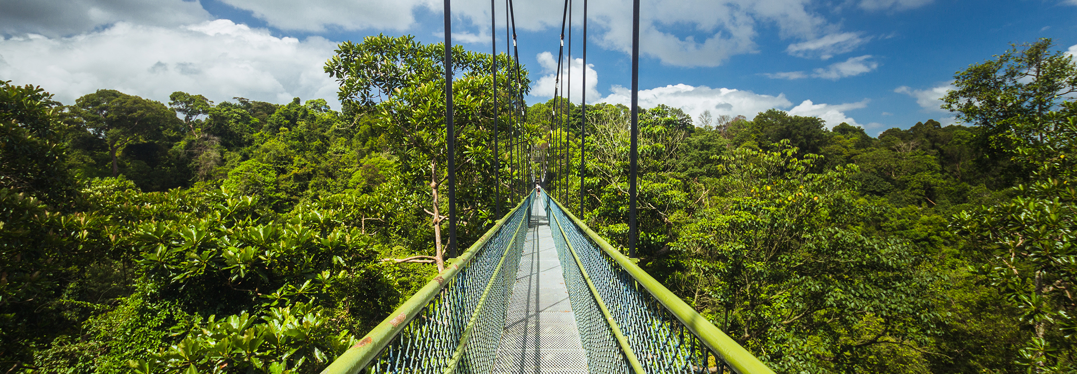  Tree top Walk at MacRitchie Reservoir