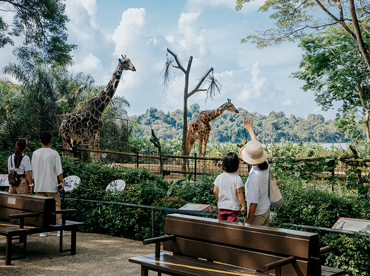 singapore zoo