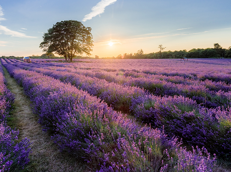 mayfield lavender farm