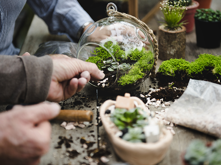 DIY terrarium