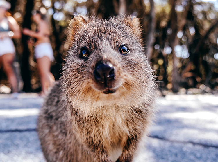 Cute Quokka Selfie from Rottnest Island