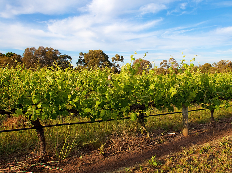  Vineyards in Swan Valley