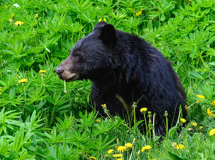 Black Bear Viewing Adventure in Whistler