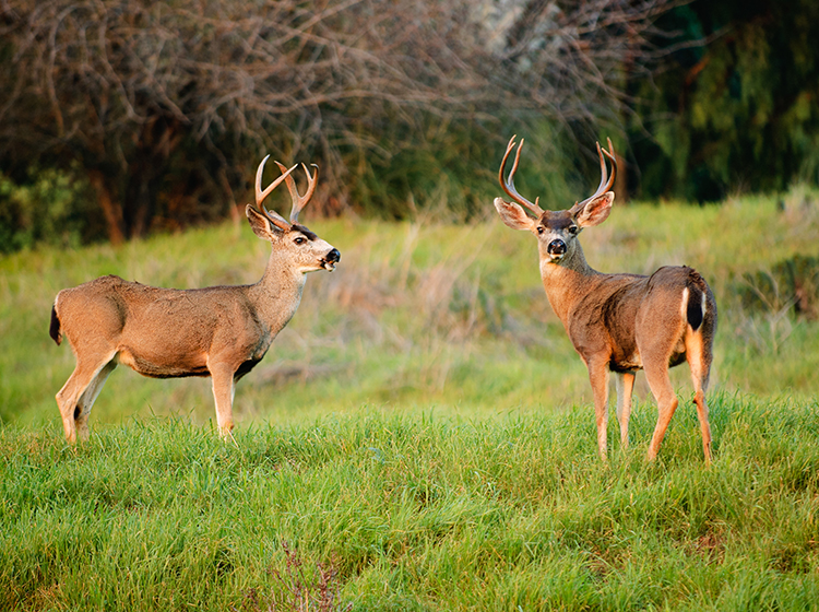 Black Tailed Deer at Richmond Nature Park