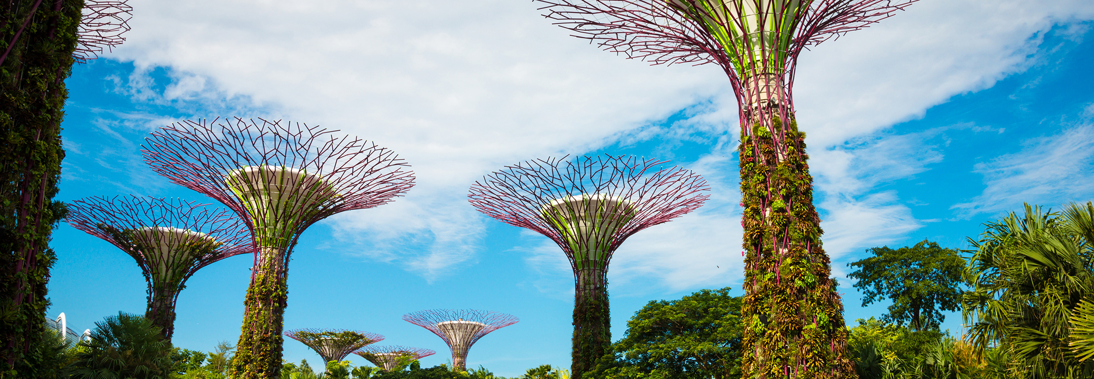 supertrees gardens by the bay singapore