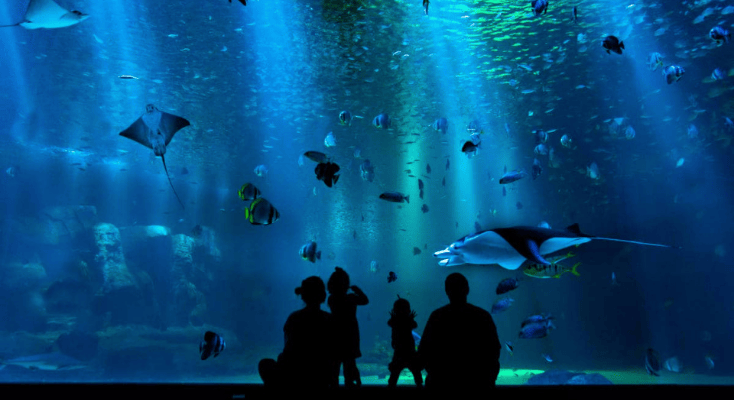 シーライフシドニー水族館