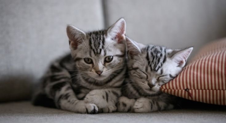 Cat Lovers Festival