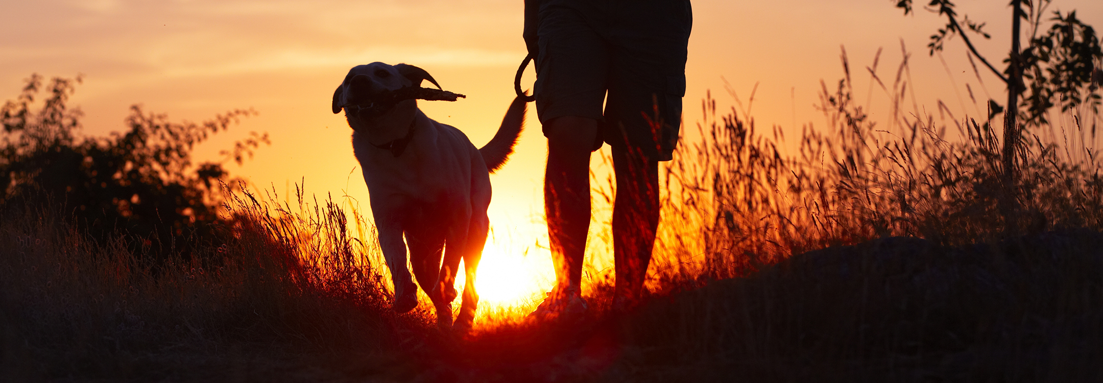 man walking a dog