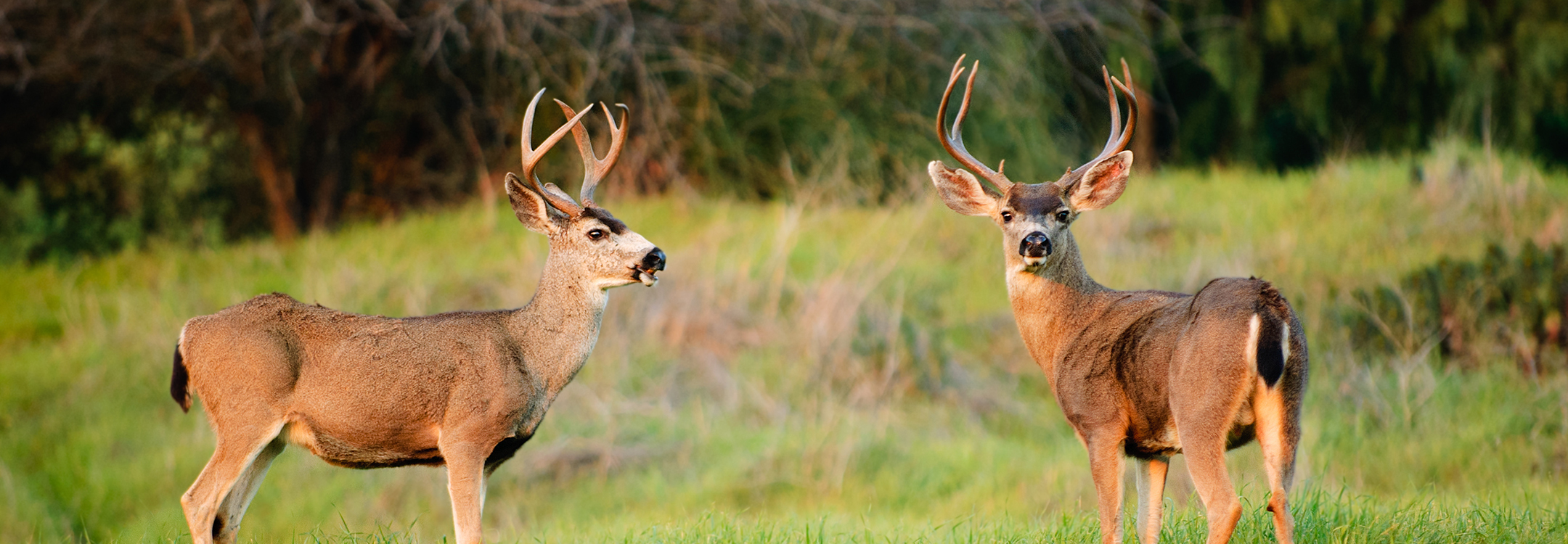 Black Tailed Deer at Richmond Nature Park