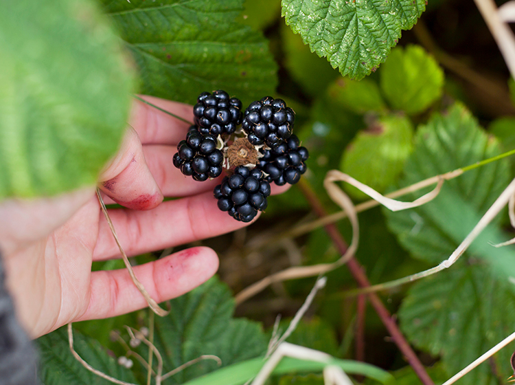 Wild Foraging in Canada