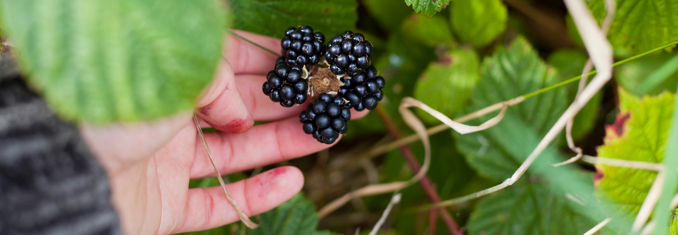 Wild Foraging in Canada